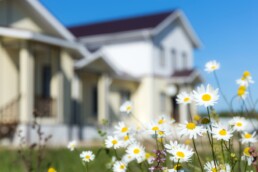 closeup of flowers in a suburban neighborhood